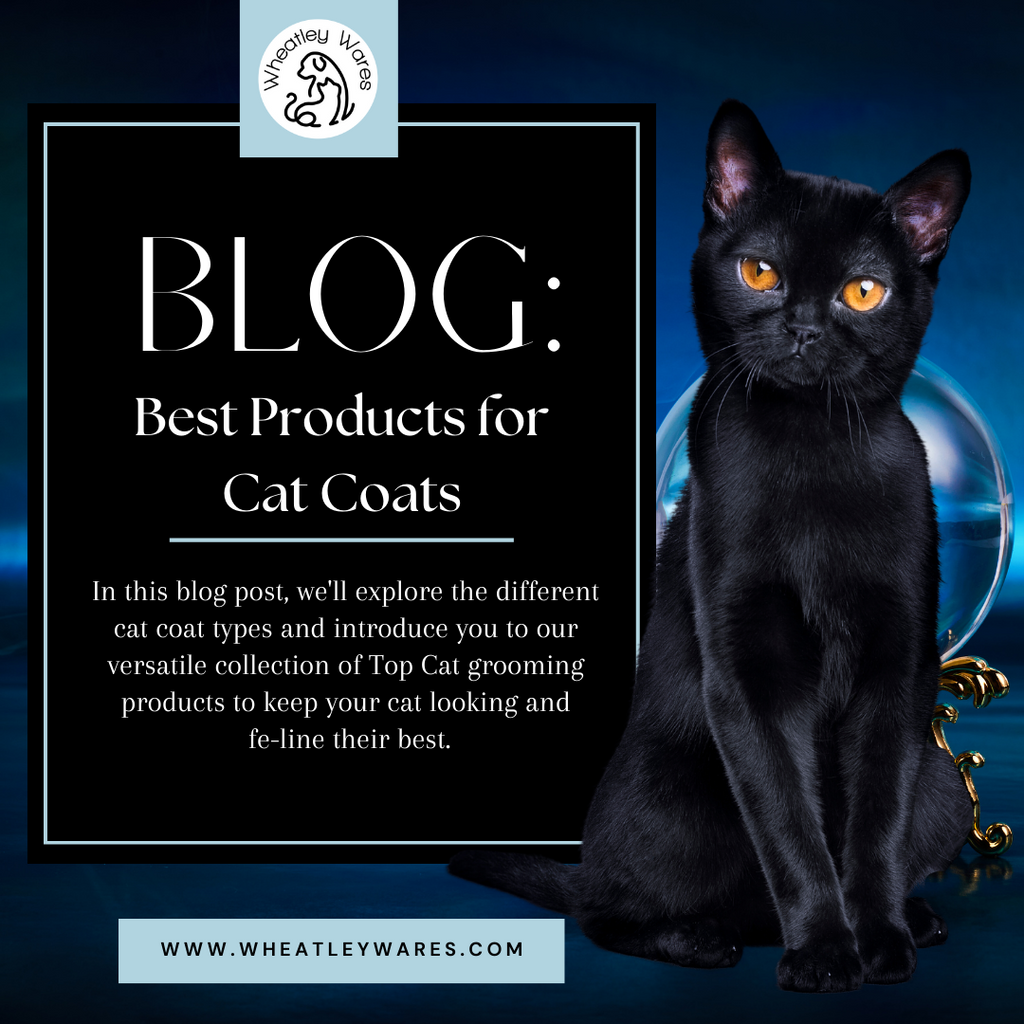 Best in hot sale coat grooming