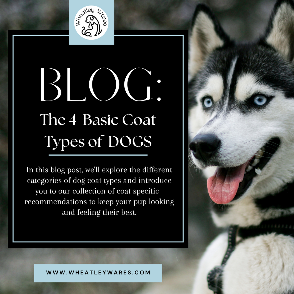 The 4 Basic Coat Types of DOGS with Breed examples