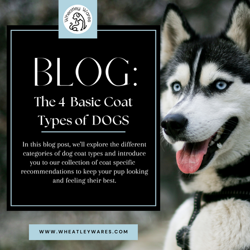 The 4 Basic Coat Types of DOGS (with Breed examples)