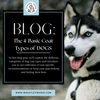 The 4 Basic Coat Types of DOGS (with Breed examples)