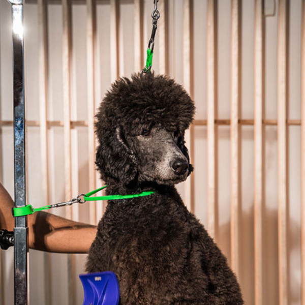 Jelly Pet Safety Tether [4 colours] ...