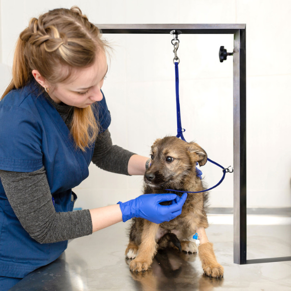 Jelly Pet Grooming Loop with Ring 3/8