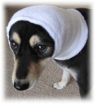 Happy Hoodie (White) for Dogs & Cats ... 3 Options