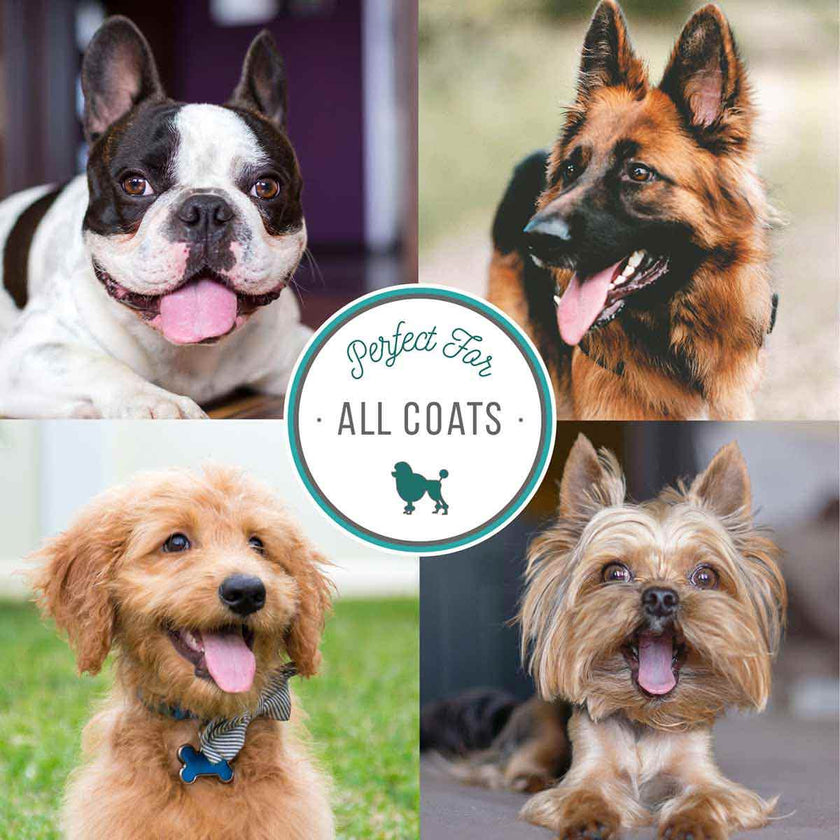 Nature's Specialties High Concentrate Dirty Dog Shampoo