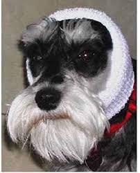 Happy Hoodie (White) for Dogs & Cats ... 3 Options