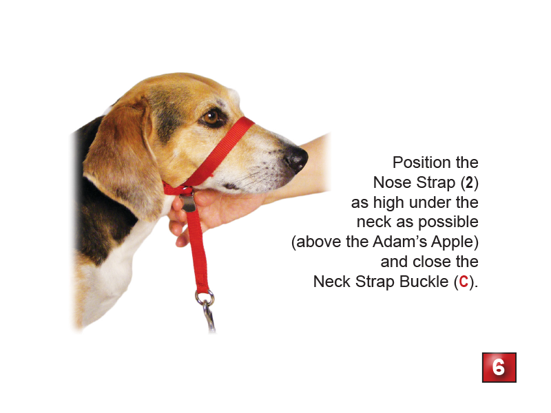 Gentle Leader Headcollar
