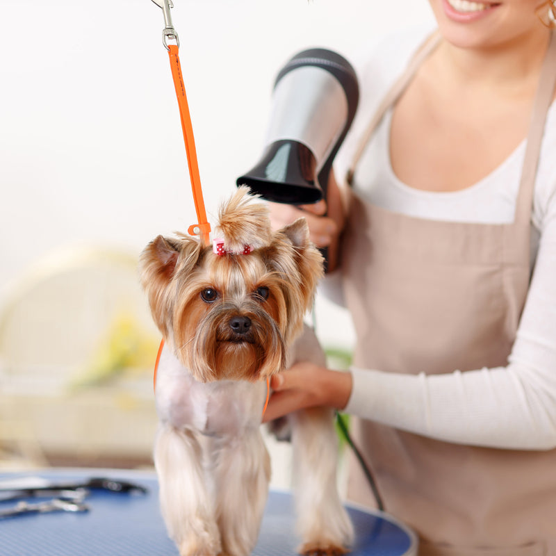 Jelly Pet Grooming Loop 3/8